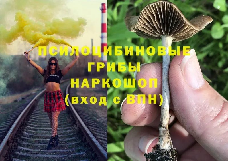 Псилоцибиновые грибы Psilocybe  Братск 